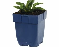 FLORASELF Zomeraster Kalimeris Incisa Ø 11 Cm -FLORASELF Verkoop DV 8 10167978 02 4c DE 20191216071657