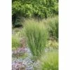 FLORASELF Vingergras Panicum Virgatum 'Northwind' Ø 11 Cm -FLORASELF Verkoop DV 8 10170699 01 4c DE 20220303124657