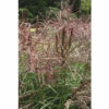 FLORASELF Prachtriet Miscanthus Sinensis 'Ferner Osten' Potmaat Ø 24 Cm H 20-100 Cm 2 FLORASELF Prachtriet Miscanthus Sinensis 'Ferner Osten' Potmaat Ø 24 Cm H 20-100 Cm -FLORASELF Verkoop DV 8 10170780 01 4c DE 20210819220550