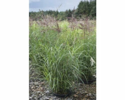 FLORASELF Prachtriet Miscanthus Sinensis 'Ferner Osten' Potmaat Ø 24 Cm H 20-100 Cm -FLORASELF Verkoop DV 8 10170780 02 4c DE 20210819220715