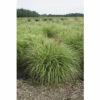 FLORASELF Prachtriet Miscanthus Sinensis 'Red Chief' H 20-100 Cm -FLORASELF Verkoop DV 8 10170802 01 4c DE 20220309164655 2