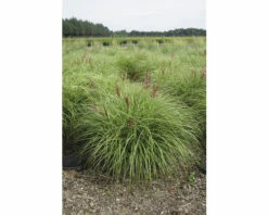 FLORASELF Prachtriet Miscanthus Sinensis 'Red Chief' H 20-100 Cm