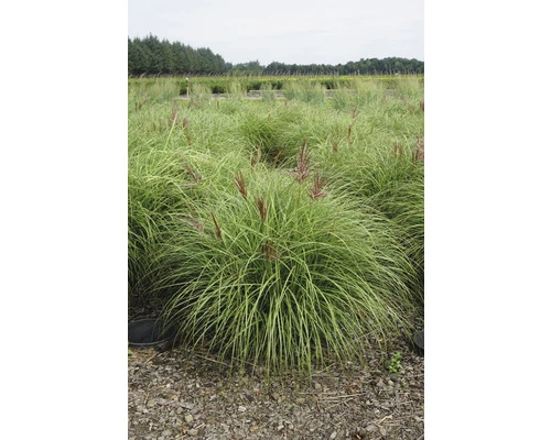 FLORASELF Prachtriet Miscanthus Sinensis 'Red Chief' H 20-80 Cm 3 FLORASELF Prachtriet Miscanthus Sinensis 'Red Chief' H 20-80 Cm