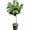 FLORASELF Chinese Judasboom Cercis Chinensis "Don Egolf" Potmaat Ø 23,0 Cm H 70-80 Cm 2 FLORASELF Chinese Judasboom Cercis Chinensis "Don Egolf" Potmaat Ø 23,0 Cm H 70-80 Cm -FLORASELF Verkoop DV 8 10170993 01 4c DE 20200310084632