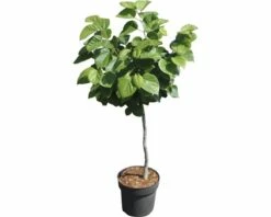 FLORASELF Chinese Judasboom Cercis Chinensis "Don Egolf" Potmaat Ø 23,0 Cm H 70-80 Cm