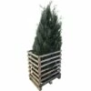 FLORASELF Californische Cypres Chamaecyparis Lawsoniana 'Columnaris Glauca' Potmaat 12 Liter H 150-175 Cm 6 St. Ca. 3 Meter Haag -FLORASELF Verkoop DV 8 10171443 01 4c DE 20190910111756