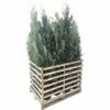 FLORASELF Californische Cypres Chamaecyparis Lawsoniana 'Columnaris Glauca' Potmaat 12 Liter H 150-175 Cm 12 St Ca. 6 Meter Haag -FLORASELF Verkoop DV 8 10171444 01 4c DE 20190910111756