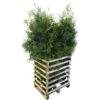 FLORASELF Levensboom Thuja Occidentalis 'Brabant' Potmaat 12 Liter H 150-175 Cm 6 St. Ca. 3 Meter Haag -FLORASELF Verkoop DV 8 10171447 01 4c DE 20190910111756