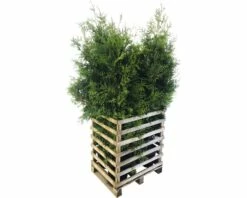 FLORASELF Levensboom Thuja Occidentalis 'Brabant' Potmaat 12 Liter H 150-175 Cm 6 St. Ca. 3 Meter Haag