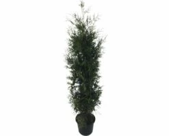 FLORASELF Levensboom Thuja Occidentalis 'Brabant' Potmaat 12 Liter H 150-175 Cm 12 St. Ca. 6 Meter Haag -FLORASELF Verkoop DV 8 10171448 01 4c DE 20190910111756