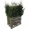 FLORASELF Levensboom Thuja Occidentalis 'Brabant' Potmaat 12 Liter H 150-175 Cm 12 St. Ca. 6 Meter Haag -FLORASELF Verkoop DV 8 10171448 02 4c DE 20190910111756