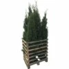 FLORASELF Levensboom Thuja Occidentalis 'Smaragd' Potmaat 12 Liter H 150-175 Cm 6 St. Ca. 3 Meter Haag -FLORASELF Verkoop DV 8 10171449 01 4c DE 20190910111756