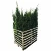 FLORASELF Levensboom Thuja Occidentalis 'Smaragd' Potmaat 12 Liter H 150-175 Cm 12 St. Ca. 6 Meter Haag -FLORASELF Verkoop DV 8 10171450 01 4c DE 20190910111756