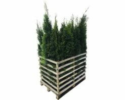 FLORASELF Levensboom Thuja Occidentalis 'Smaragd' Potmaat 12 Liter H 150-175 Cm 12 St. Ca. 6 Meter Haag