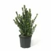 FLORASELF Kadinaalsmuts Euonymus Japonicus 'Green Spire' Potmaat Ø 28 Cm H 60-80 Cm -FLORASELF Verkoop DV 8 10177148 01 4c CH 20191015114651