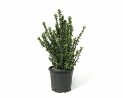FLORASELF Kadinaalsmuts Euonymus Japonicus 'Green Spire' Potmaat Ø 28 Cm H 60-80 Cm