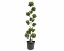 FLORASELF Conifeer Cupressocyparis Leylandii 'Castlewelland Gold' Potmaat Ø 42 Cm H 170-180 Cm