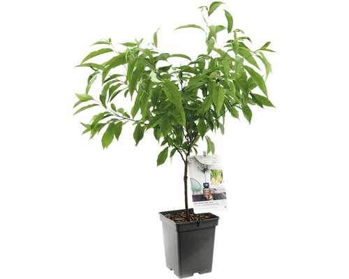 FLORASELF Dwergperzik Dwergperzik 'Ice Peach' Potmaat Ø 18 Cm H 50 Cm 3 FLORASELF Dwergperzik Dwergperzik 'Ice Peach' Potmaat Ø 18 Cm H 50 Cm