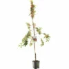 FLORASELF Sierappel Malus 'Red Sentinel' Potmaat Ø 24 Cm H 150 Cm -FLORASELF Verkoop DV 8 10183127 01 4c NL 20220507221701