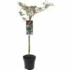 FLORASELF® Japanse Esdoorn Op Stam Acer Palmatum Inaba-shidare -FLORASELF Verkoop DV 8 10186516 01 4c NL 20200609151652