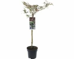 FLORASELF® Japanse Esdoorn Op Stam Acer Palmatum Inaba-shidare