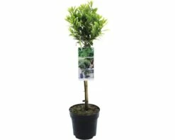 FLORASELF® Laurier Op Stam Laurus Nobilis Bay Junior