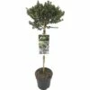 FLORASELF® Dwergmirte Op Stam Myrtus Communis Tarentina -FLORASELF Verkoop DV 8 10186542 01 4c NL 20191102211656