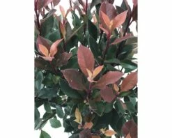 FLORASELF® Glansmispel Op Stam Photinia Fraseri Chico -FLORASELF Verkoop DV 8 10186544 02 4c NL 20191101094755