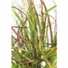 FLORASELF Vingergras Panicum Virgatum 'Cheyenne Sky' Potmaat Ø 19 Cm H 10-80 Cm -FLORASELF Verkoop DV 8 10187433 01 4c DE 20210113111751 1