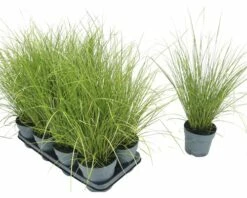 FLORASELF Zegge Carex Howardii 'Phoenix Green' Potmaat Ø 14 Cm H 5-20 Cm -FLORASELF Verkoop DV 8 10187444 01 4c DE 20210325164656