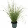 FLORASELF Zegge Carex Howardii 'Phoenix Green' Potmaat Ø 14 Cm H 5-20 Cm -FLORASELF Verkoop DV 8 10187444 02 4c DE 20210325164656