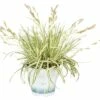 FLORASELF® Zegge Carex Oshimensis 'Evergold' Potmaat Ø10,5 Cm -FLORASELF Verkoop DV 8 10187455 01 4c DE 20191028141453