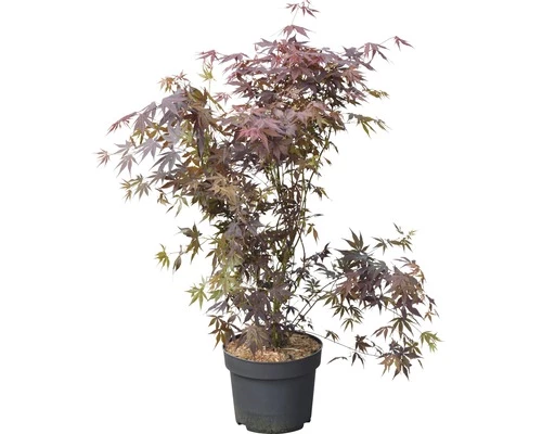 FLORASELF Japanse Esdoorn Acer Palmatum "Atropurpureum" Potmaat Ø 28 Cm H 80-100 Cm 4 FLORASELF Japanse Esdoorn Acer Palmatum "Atropurpureum" Potmaat Ø 28 Cm H 80-100 Cm - Afbeelding 2