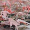 FLORASELF Japanse Esdoorn Acer Palmatum "Atropurpureum" Potmaat Ø 28 Cm H 80-100 Cm -FLORASELF Verkoop DV 8 10189113 02 4c DE 20191020030103