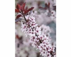 FLORASELF Sierpruim Prunus Cistena Potmaat Ø 23,0 Cm H 60-100 Cm