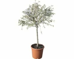 FloraSelf Sierkers Prunus Incisa "Kojou-no-mai" Potmaat Ø 23 Cm H 60-80 Cm -FLORASELF Verkoop DV 8 10189120 01 4c DE 20191021193736