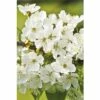 FloraSelf Sierkers Prunus Incisa "Kojou-no-mai" Potmaat Ø 23 Cm H 60-80 Cm -FLORASELF Verkoop DV 8 10189120 02 4c DE 20191020030512