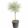 FLORASELF Wilg Salix Integra "Hakuro Nishiki" Potmaat Ø 23 Cm H 60-100 Cm -FLORASELF Verkoop DV 8 10189122 01 4c DE 20191021191038