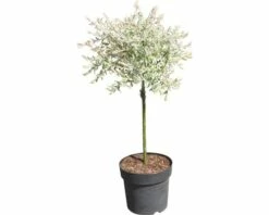 FLORASELF Wilg Salix Integra "Hakuro Nishiki" Potmaat Ø 23 Cm H 60-100 Cm