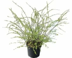 FLORASELF Spierstruik Spiraea Cinerea "Grefsheim" Potmaat Ø 28,0 Cm H 80-100 Cm -FLORASELF Verkoop DV 8 10189123 02 4c DE 20191021184944