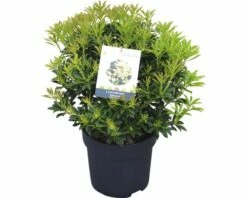 FLORASELF Rotsheide Pieris Japonica "Debutante" Potmaat Ø 23,0 Cm H 40-50 Cm -FLORASELF Verkoop DV 8 10189125 01 4c DE 20191021192300