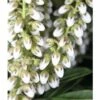 FLORASELF Rotsheide Pieris Japonica "Debutante" Potmaat Ø 23,0 Cm H 40-50 Cm -FLORASELF Verkoop DV 8 10189125 02 4c DE 20191129074756