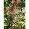 FloraSelf Rotsheide Pieris Japonica "Flaming Silver" Potmaat Ø 23 Cm H 40-50 Cm -FLORASELF Verkoop DV 8 10189127 01 4c DE 20191020030630