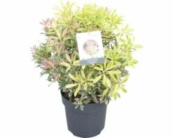 FloraSelf Rotsheide Pieris Japonica "Flaming Silver" Potmaat Ø 23 Cm H 40-50 Cm -FLORASELF Verkoop DV 8 10189127 02 4c DE 20191021193657