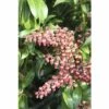 FLORASELF Rotsheide Pieris Japonica "Passion"® Potmaat Ø 23 Cm H 40-50 Cm -FLORASELF Verkoop DV 8 10189132 01 4c DE 20191019211657