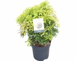 FLORASELF Rotsheide Pieris Japonica "Passion"® Potmaat Ø 23 Cm H 40-50 Cm -FLORASELF Verkoop DV 8 10189132 02 4c DE 20191022051658