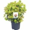 FLORASELF Rotsheide Pieris Japonica "Mountain Fire" Potmaat Ø 23 Cm H 40-50 Cm -FLORASELF Verkoop DV 8 10189145 01 4c DE 20191022051658