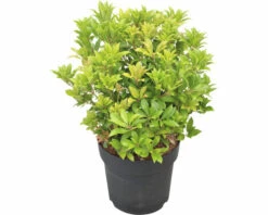 FLORASELF Rotsheide Pieris Japonica "Mountain Fire" Potmaat Ø 23 Cm H 40-50 Cm -FLORASELF Verkoop DV 8 10189145 02 4c DE 20221109145222