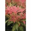 FLORASELF Rotsheide Pieris Japonica "Forest Flame" Potmaat Ø 23 Cm H 40-50 Cm 1 FLORASELF Rotsheide Pieris Japonica "Forest Flame" Potmaat Ø 23 Cm H 40-50 Cm -FLORASELF Verkoop DV 8 10189146 01 4c DE 20200401095107