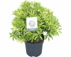 FLORASELF Rotsheide Pieris Japonica "Forest Flame" Potmaat Ø 23 Cm H 40-50 Cm -FLORASELF Verkoop DV 8 10189146 02 4c DE 20191022051658